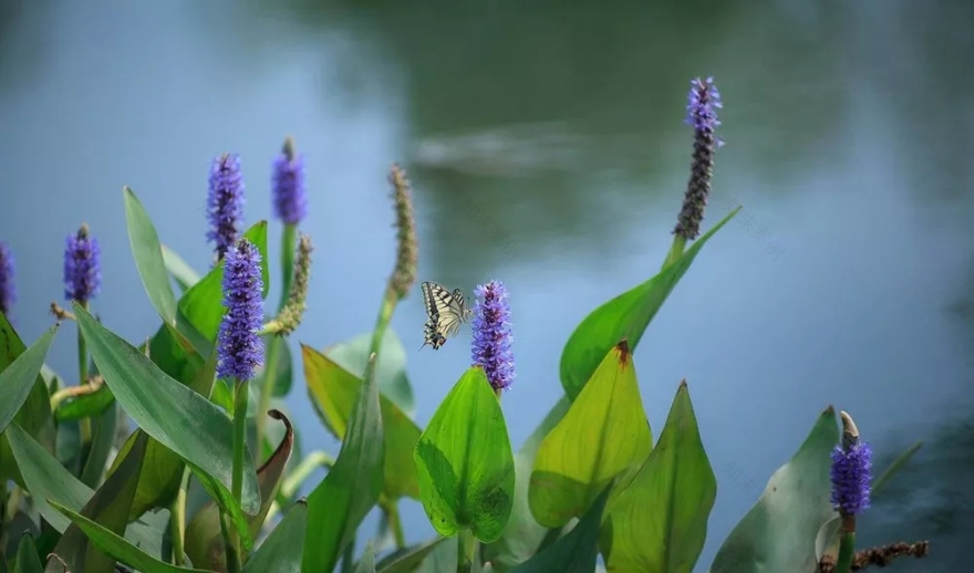 秦岭国家植物园田峪河湿地公园景观设计-72