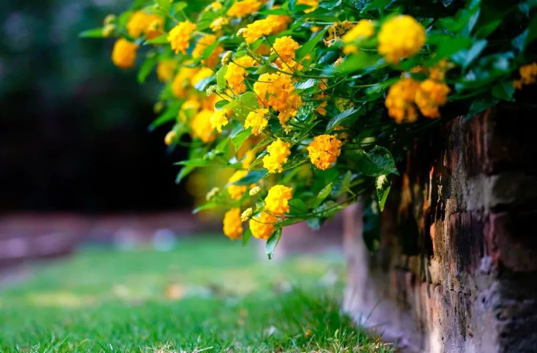 三棵树庄园 | 摄影家的心灵秘境-44