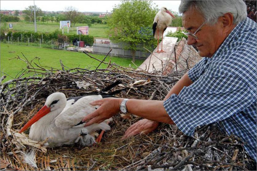 永恒的爱情 | 白鹳玛琳娜与阿克的故事-234