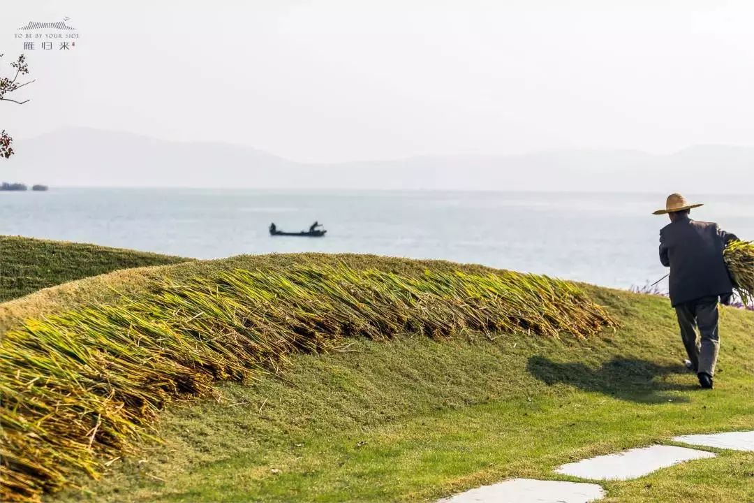 《雁归来》 | 水乡文化的现代解读-132