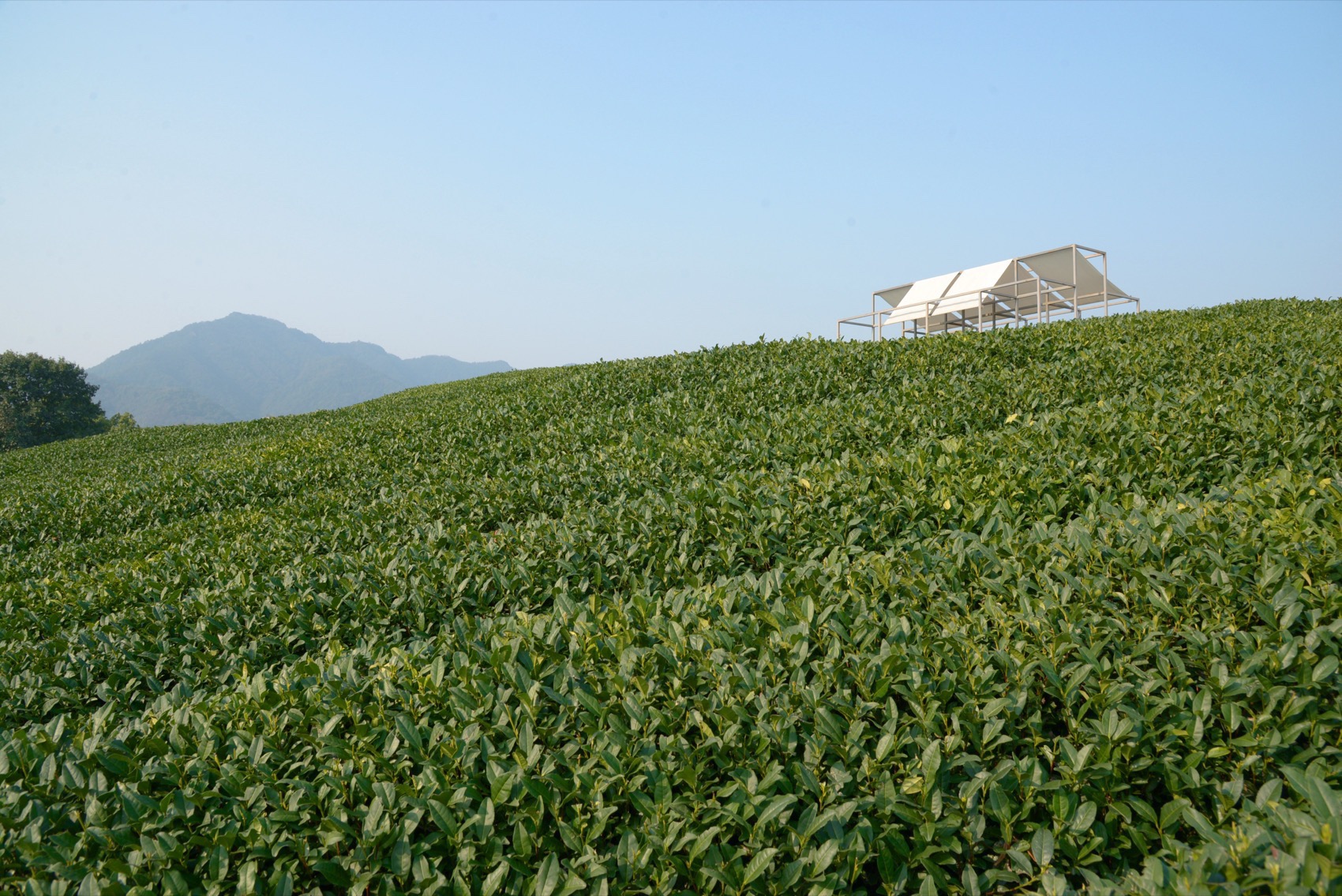 长埭村艺术乡建系列茶山浮亭丨中国杭州丨由牧建筑-50