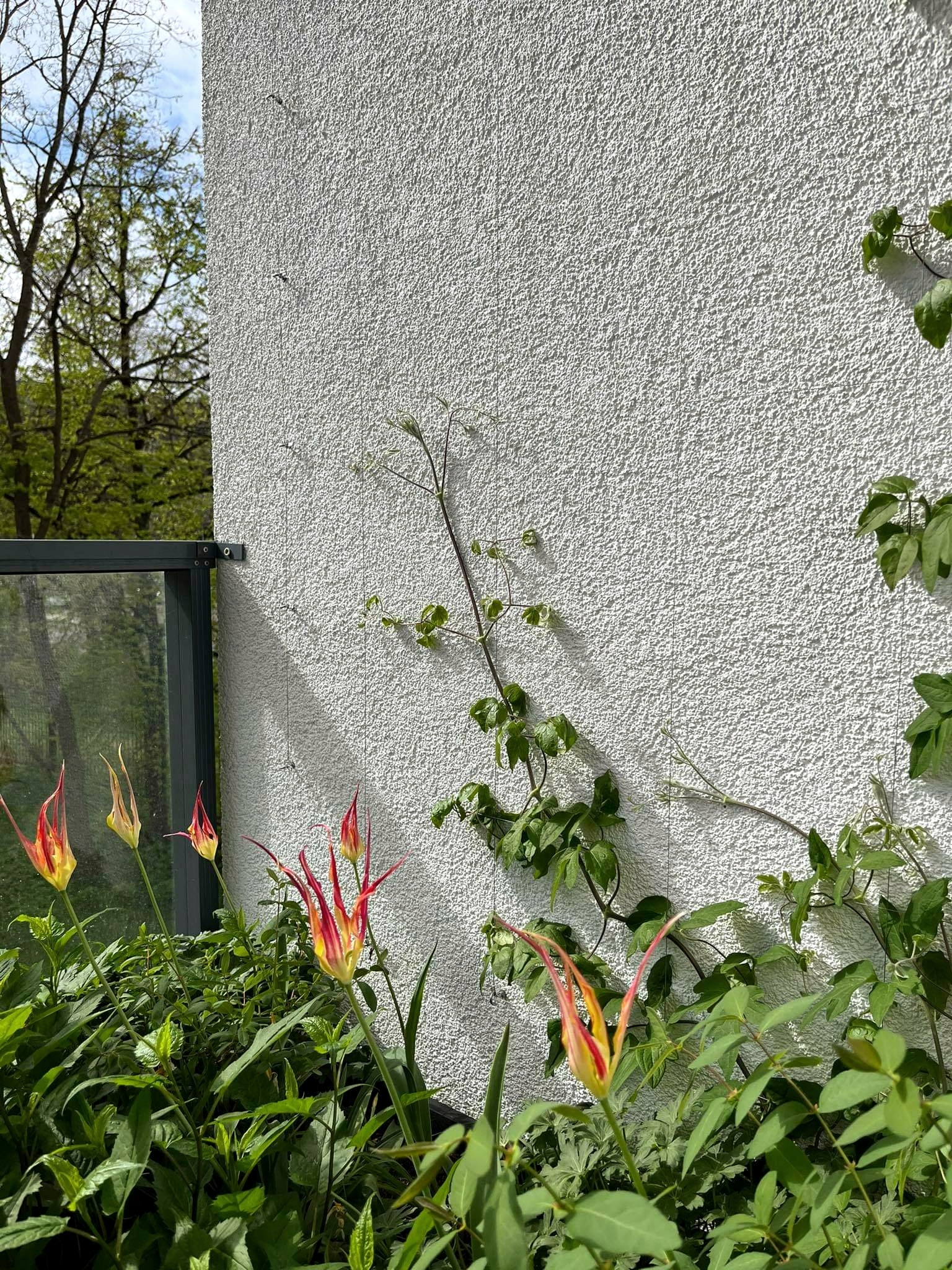 花盆（注：Lauko vazonai是立陶宛语花盆的意思） 丨无法确定-3