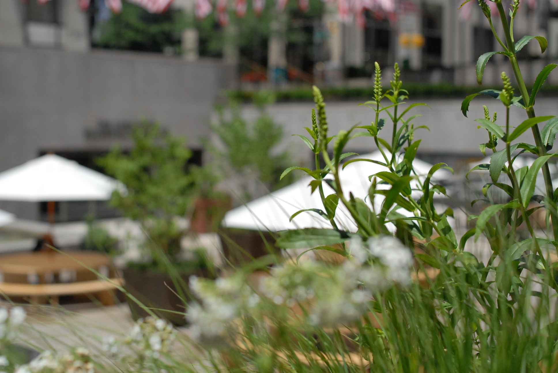 Rockefeller Center Summer Gardens | Julia Watson LLC-9