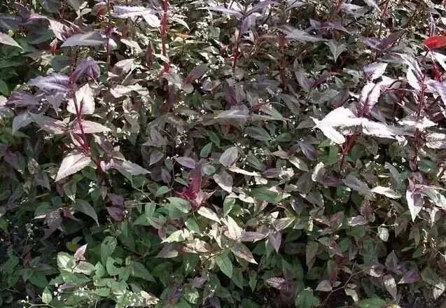 花境设计常用 60 种植物，让花园变得绚丽多彩-102