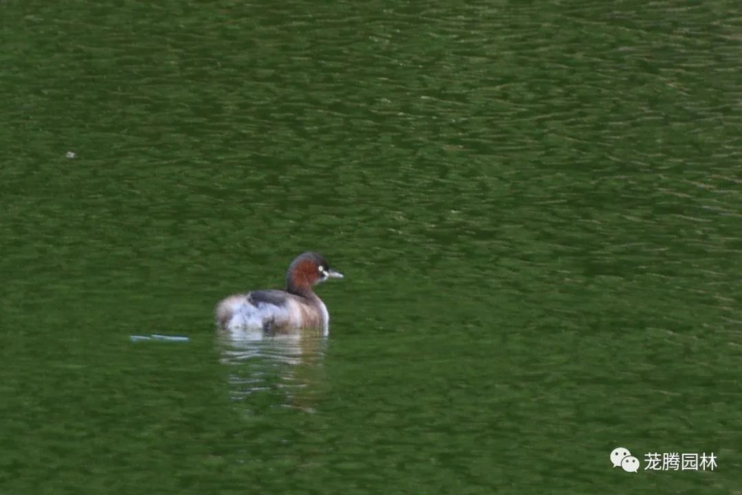 行走的茏腾人 | 象头山自然之美-76