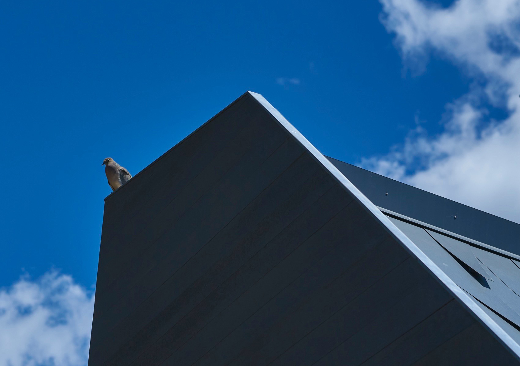 哀鸽鸽舍丨美国加利福尼亚丨S^A | Schwartz and Architecture-29