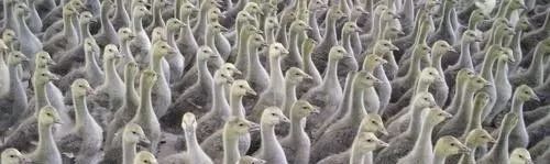 台州小羽农场-48