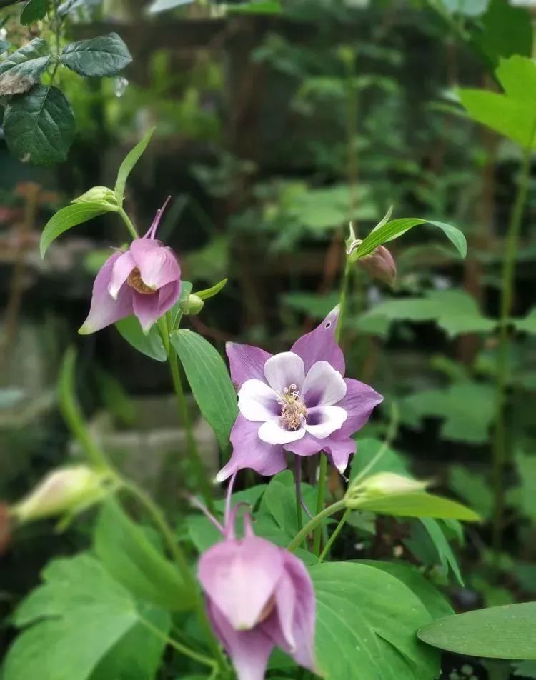 她花了4年，用月季，铁线莲，绣球把农村破败的小院打造成了花海，惊艳了时光-79