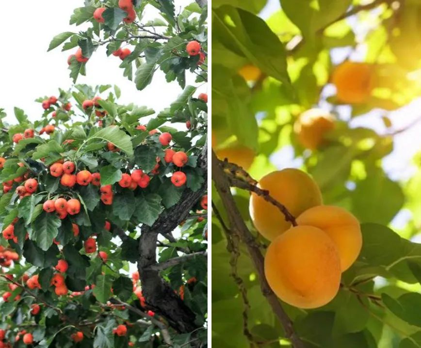 不输「李子柒的后院」！540㎡美式轻奢别墅设计，休闲舒适-3