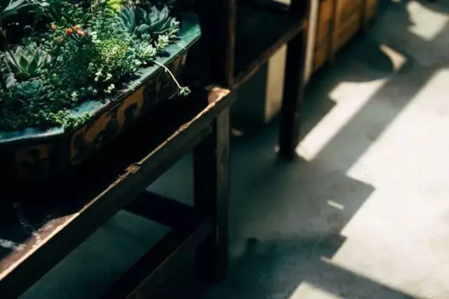 两个小女生,造了一间全镇上最文艺的花房,从此与花草为伴-101