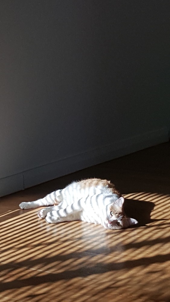 38Mews House  Design Collective Architects-49