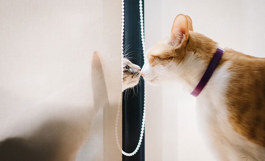 宠物宅设计！专为毛小孩规划-21