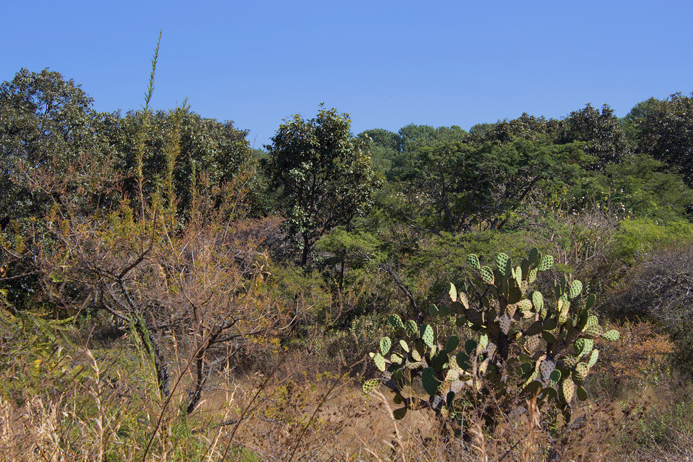 Km 4 Camino A Citala-1