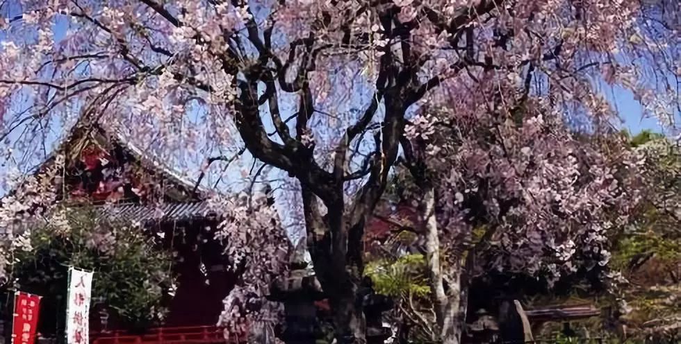 2019 北欧日式风情游学之旅-109