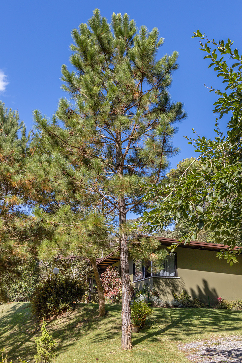 Videiras山谷中的住宅，巴西 / Rodrigo Simão Arquitetura-87