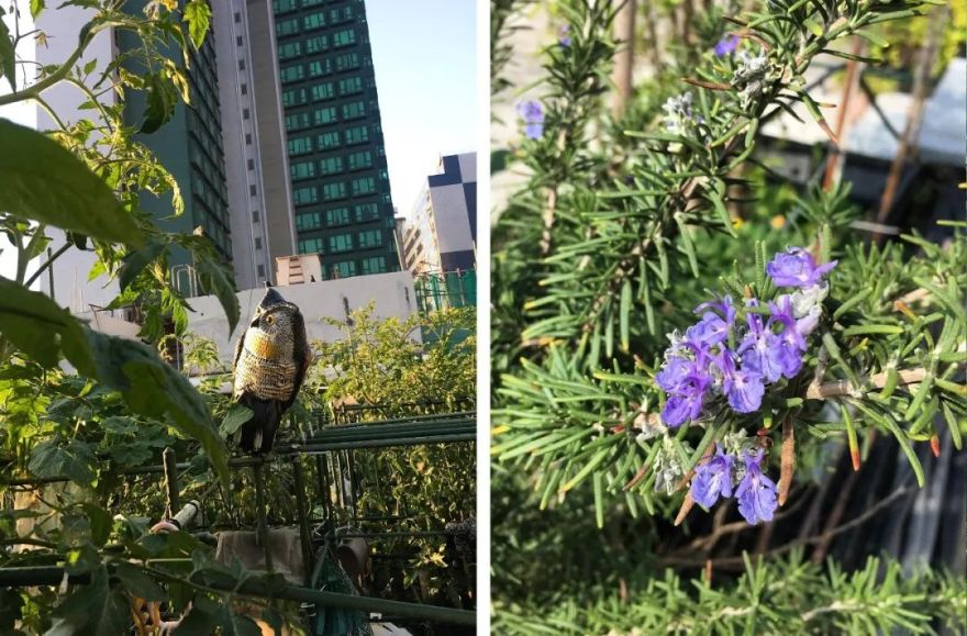 香港都市农场景观设计案例丨中国香港-71