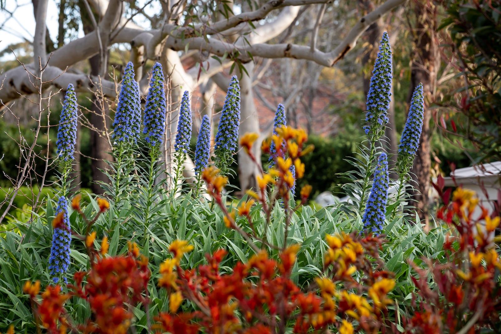 Luxury Landscape Design Sydney Custom Homes Sydney-9