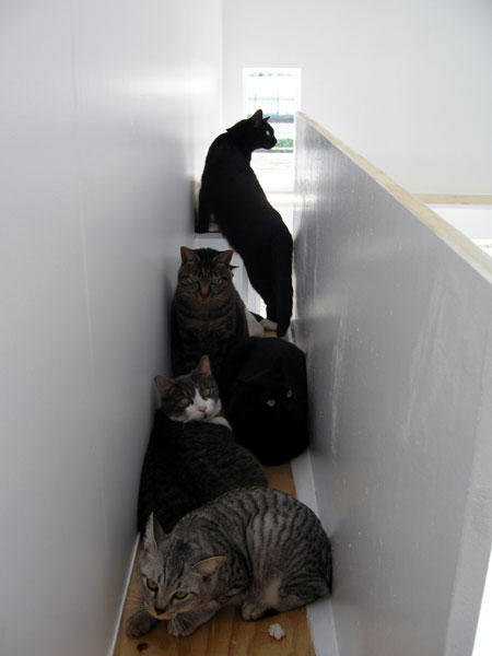 丨日本宫崎丨COGITE-3