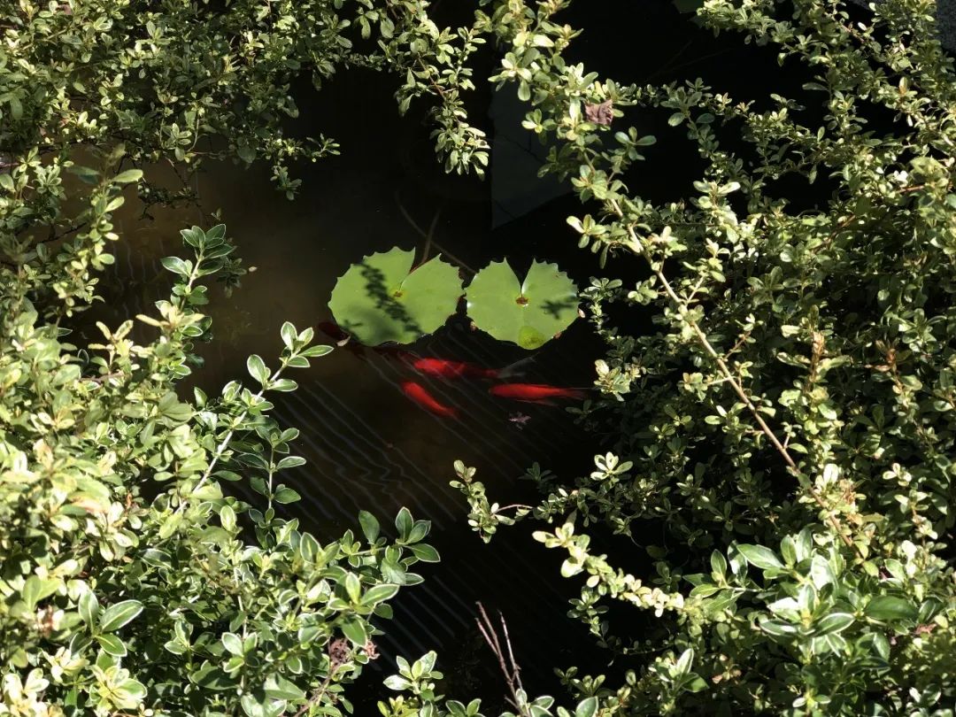 重庆华侨城天澜美墅别墅庭院景观设计丨中国重庆丨MUSO |木守景观-121