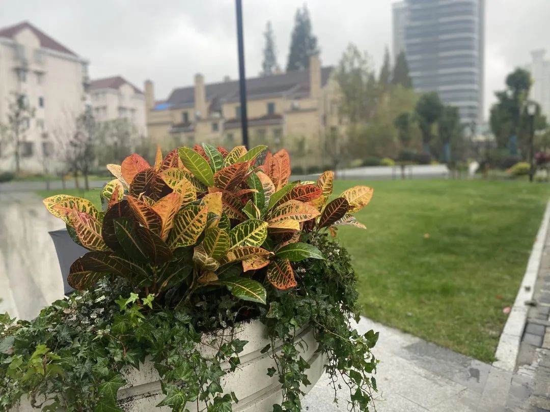 颜值爆表！长宁区有一处街心花园建成开放-21