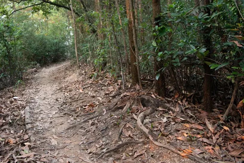 未名新作|山野有乾坤都市藏鲲鹏-深圳山海连城计划罗湖区东湖公园郊野径-莲塘口岸线-76
