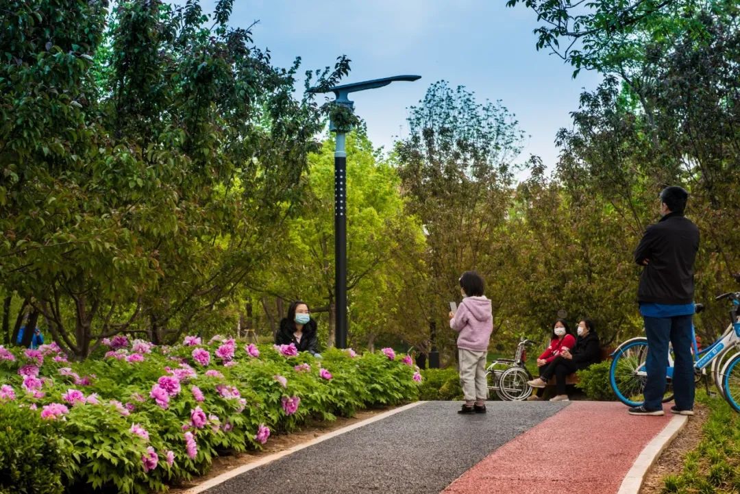 经开区9号绿地景观提升项目(海棠公园)丨中国北京丨北林地景-17