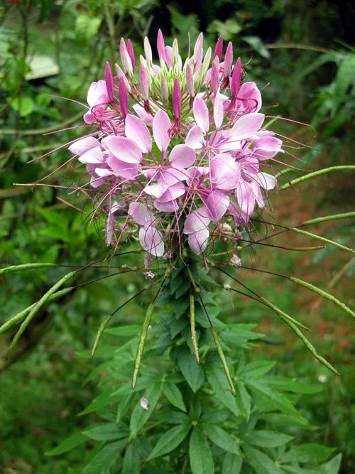 夏日花园养护攻略,打造梦想花园-29
