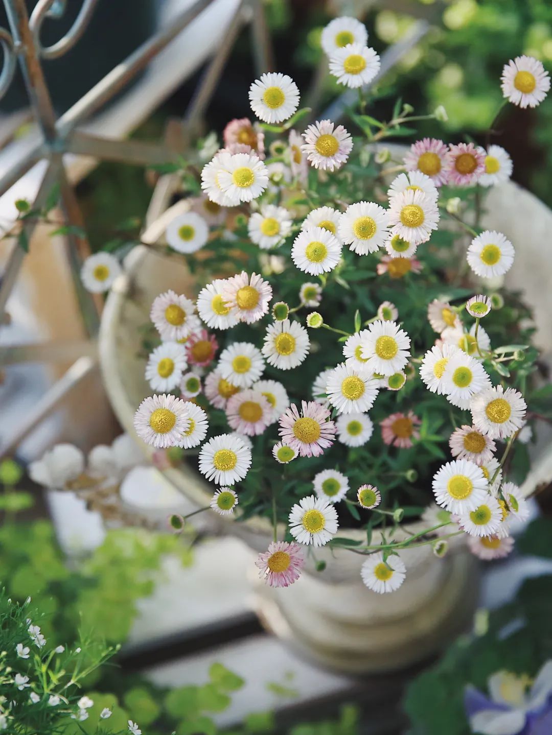 5㎡小阳台，打造治愈系小花园-42