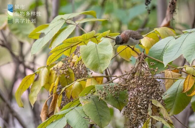城市掌心的生态山野——麓野公园-64