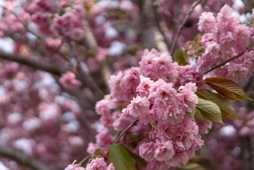 哈茨山樱花春日童话景观体验丨德国-31