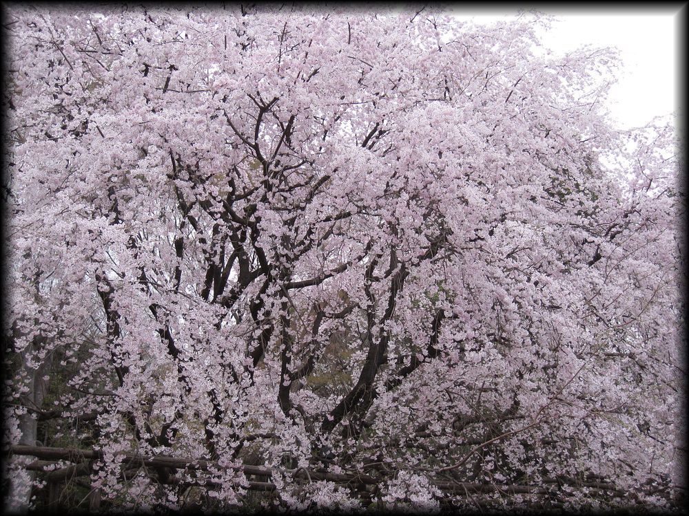 六义园丨日本京都-39