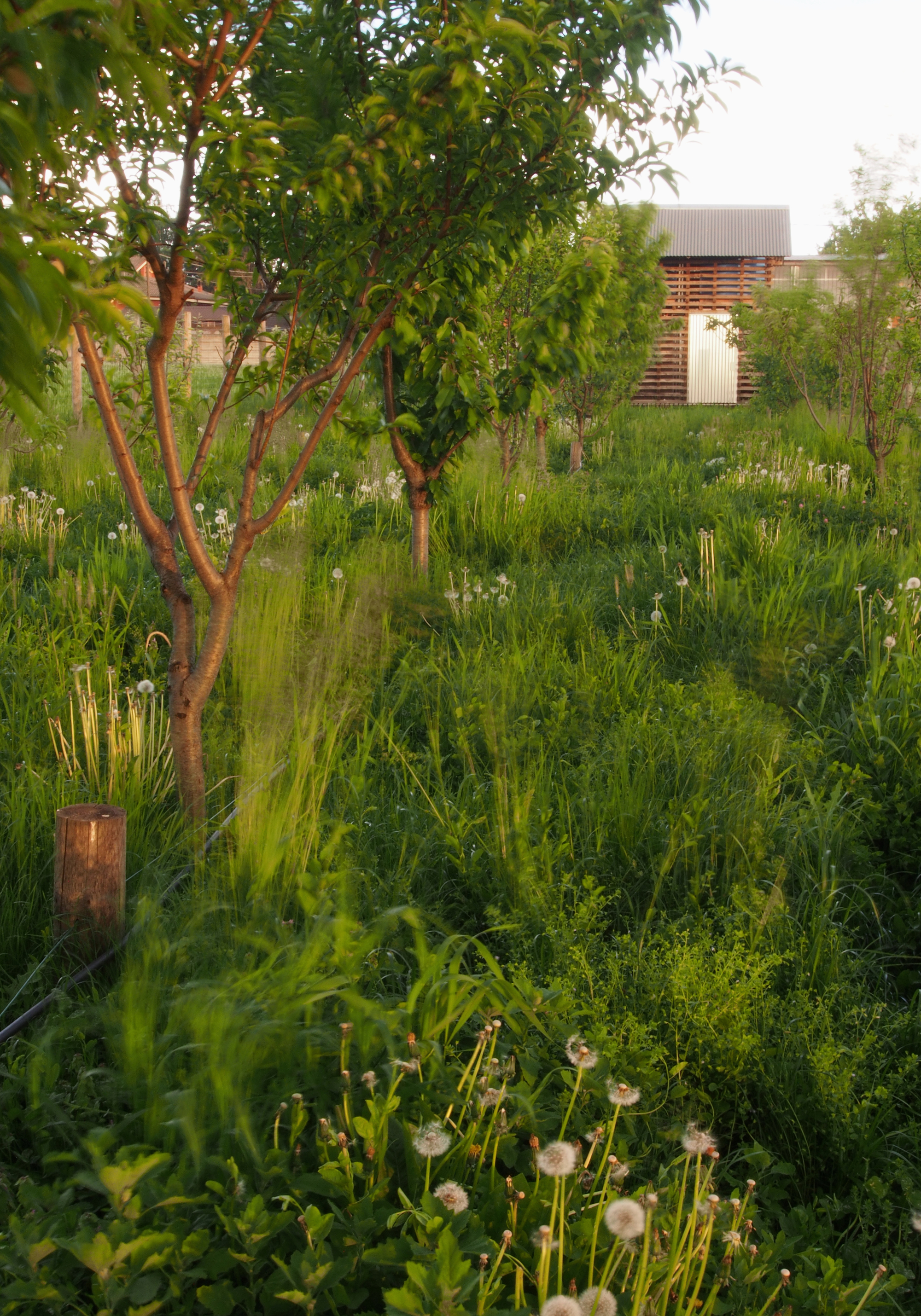 纵横亭丨意大利丨ErranteArchitetture-17