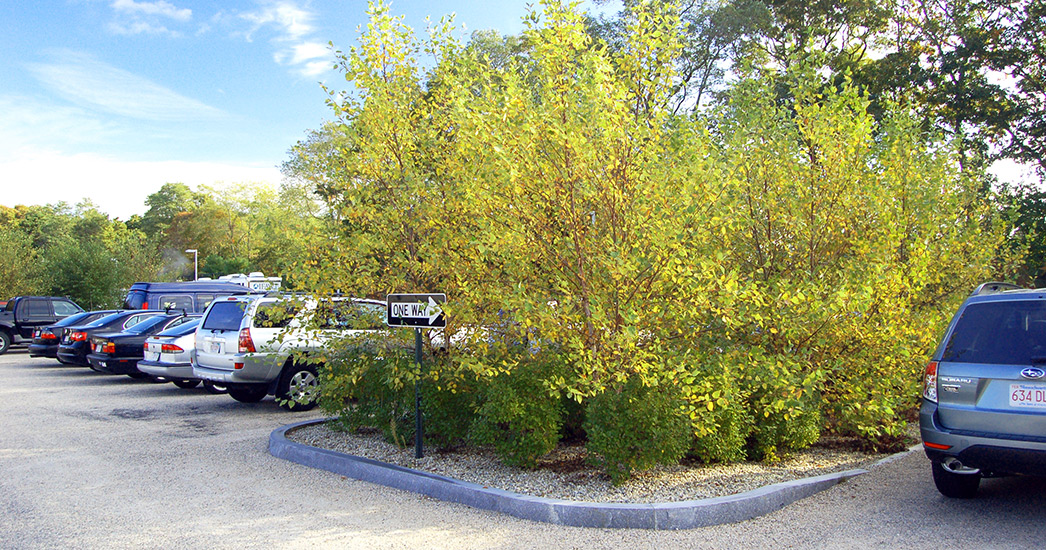 国际野生动物保护区基金会景观恢复项目丨IFAW-6