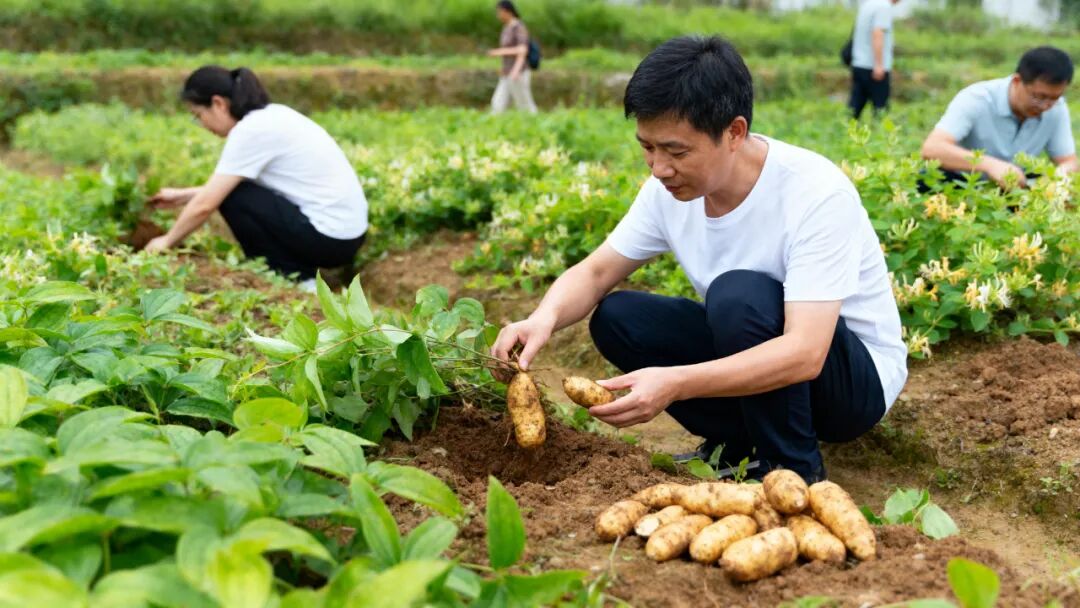 华中百亩“本草秘境”：三产融合营地创新规划与运营方案-28