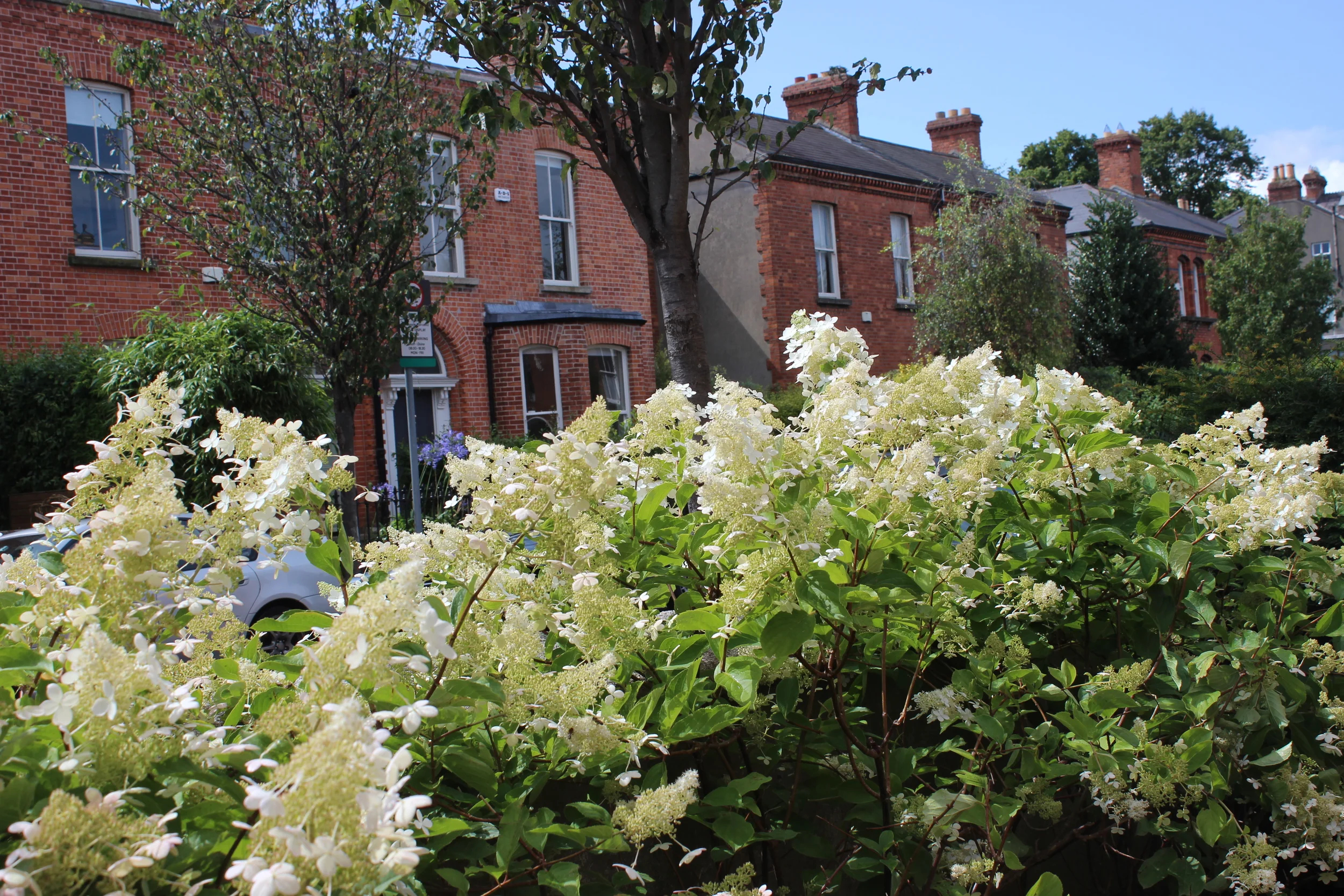 前花园花坛丨IrelandDublin-42