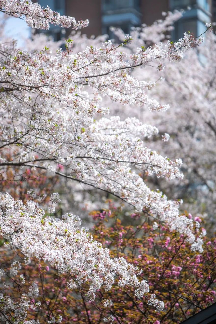 魔都五大赏樱胜地丨中国上海-58