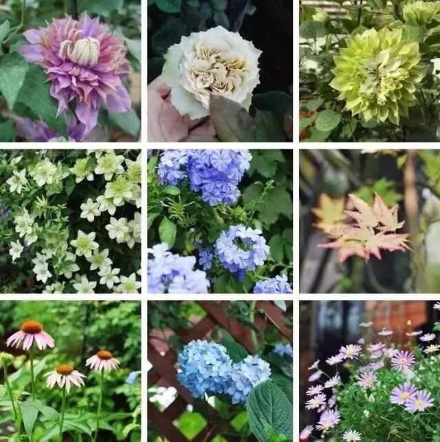 她在楼顶悄悄建了一座梦想花园，美翻了！这才是把日子过成诗的样子-36