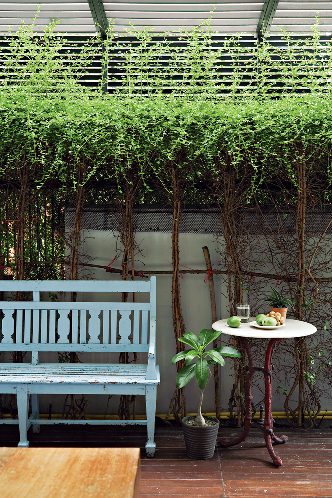 สวนกระบองเพชร ในเรือนกระจกใส ปลูกง่าย ตายยาก - บ้านและสวน-4