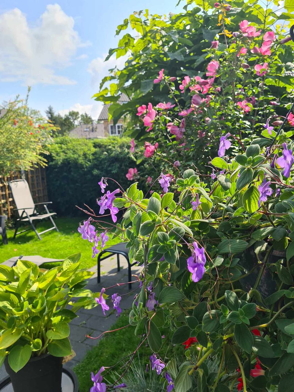 Margreet的带露台小花园丨荷兰阿森-37