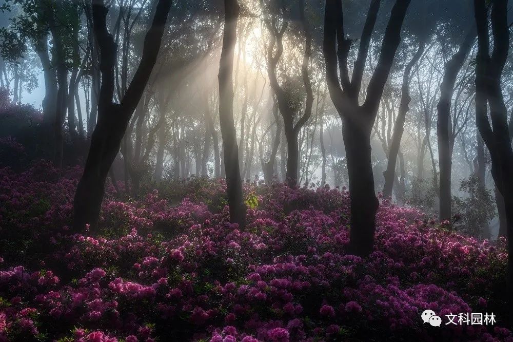 深圳市梧桐山第六届毛棉杜鹃花会景观设计丨中国深圳丨文科园林-4