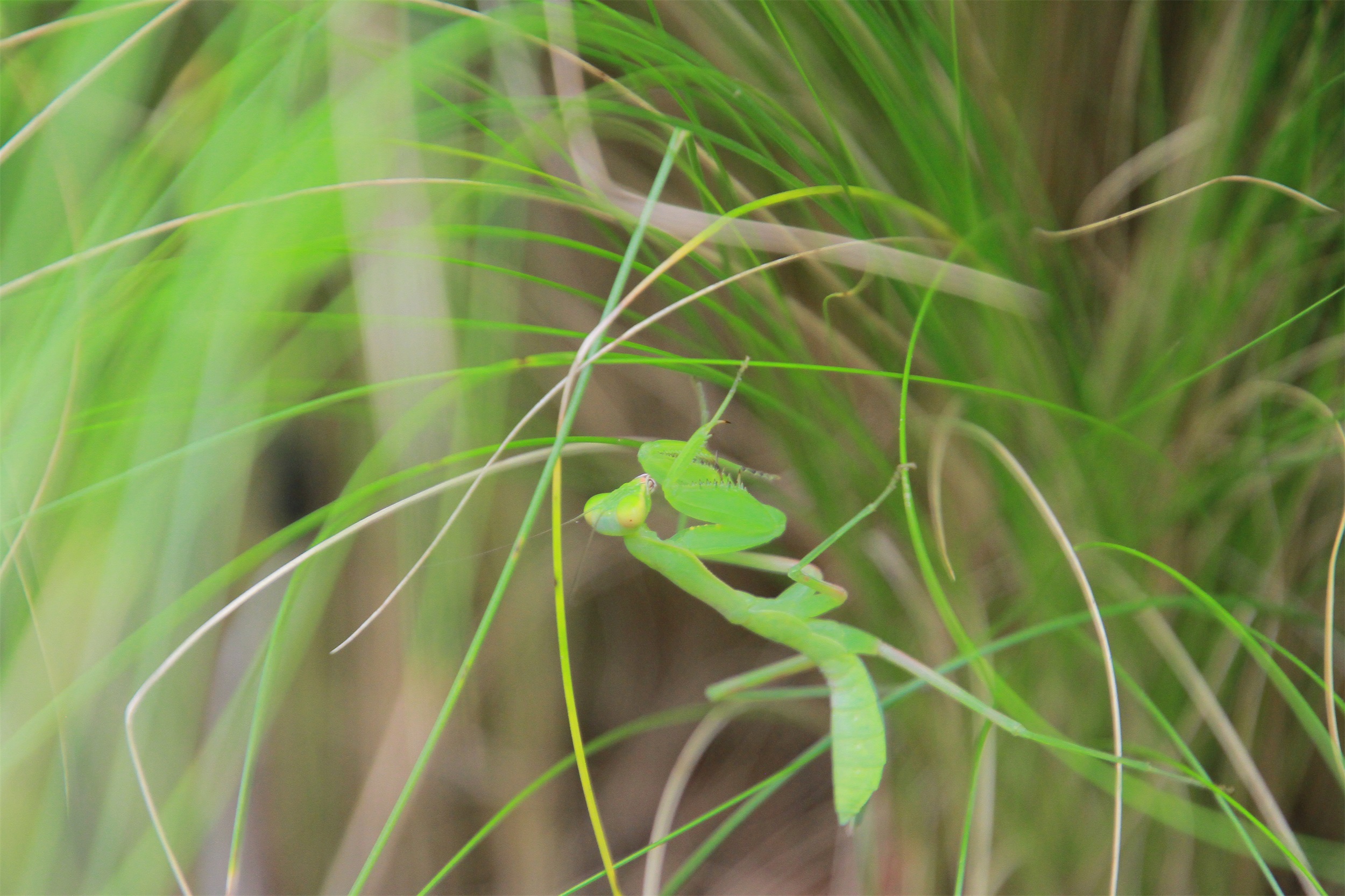武汉脉动生态花园：一座由工厂废弃物建成的花园丨中国武汉丨盖娅朴门设计-37