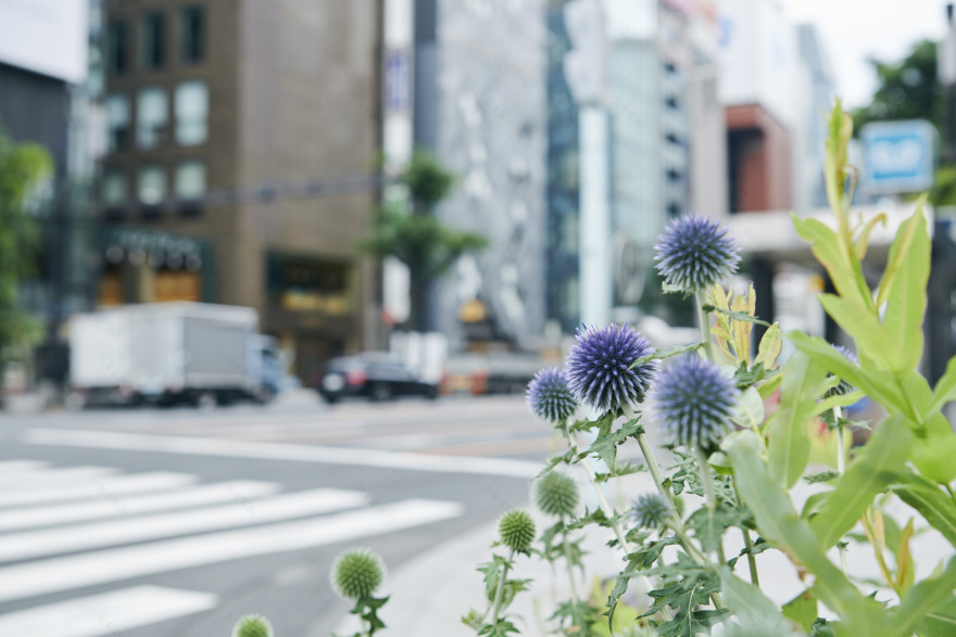 银座生态地图丨JapanTokyo丨Hakuten Corporation-30