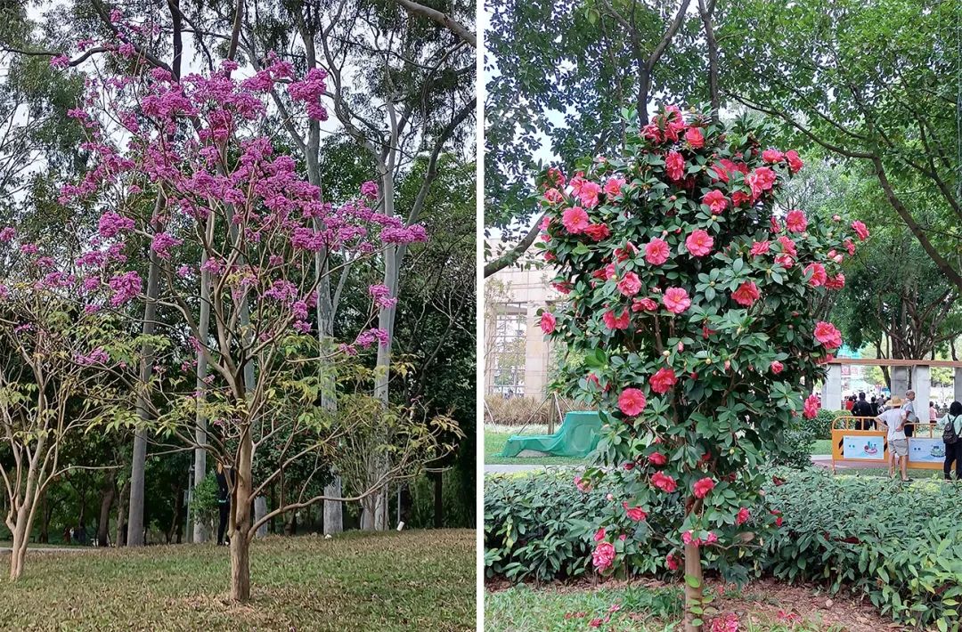 花城广州,四季繁花似锦的生态城市设计丨中国广州丨茏腾园林-23