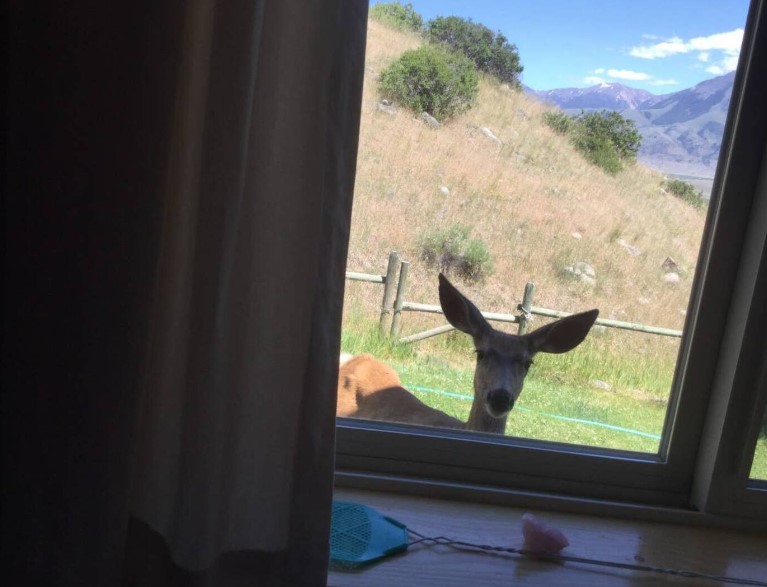 自然中的绝美小木屋丨中国黄石-25