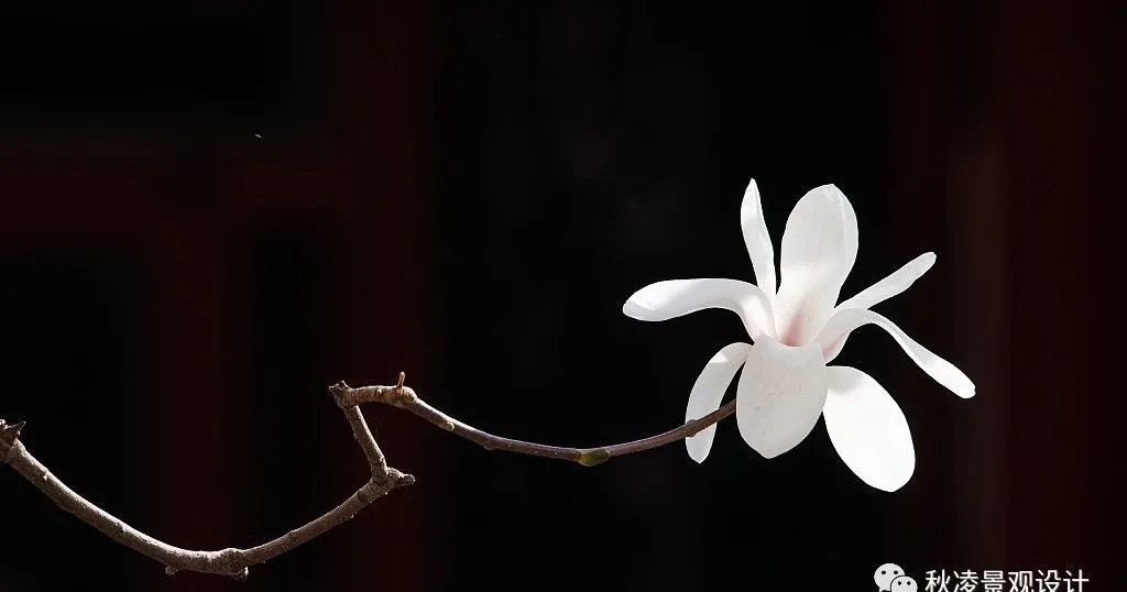 园林文化——寓意解析 | 四君子、花王与雪中四友-119