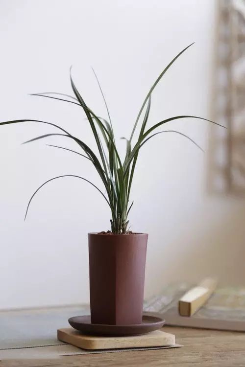 案上花草，闲时观 | 品味室内设计中的自然美学-32