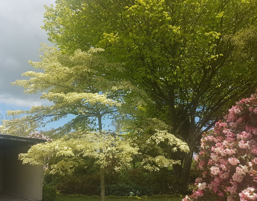 Cairnhill私人花园-5