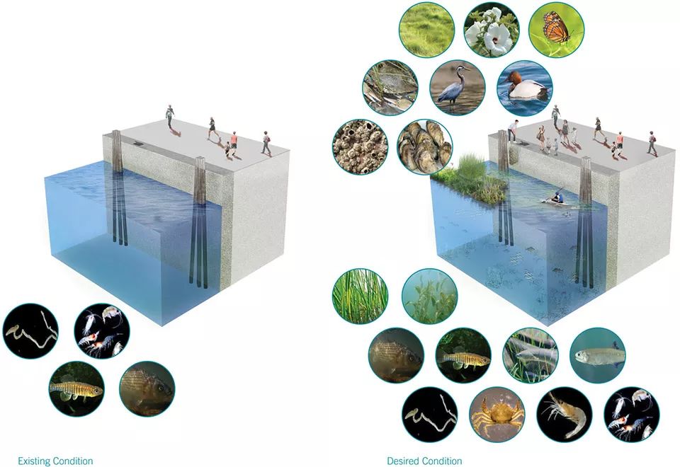 2018ASLA 研究奖得主 | 巴尔的摩漂浮湿地改善水质，促进生物多样性-7