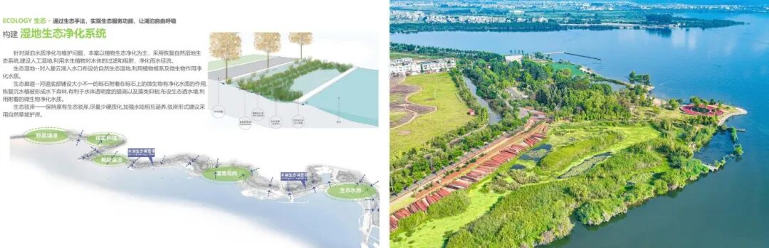 红线守护碧波漾重塑湖滨呼吸之美——星云湖南岸湿地、湖滨带提质改造工程-13