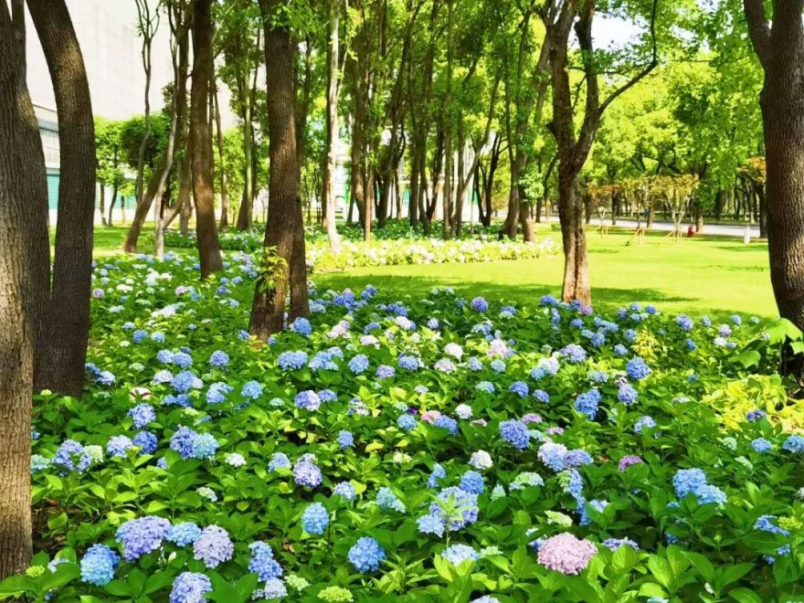 绿化养护|“智”护钢铁绿洲:宝钢宝山基地的绿色呼吸由我们来守护-147